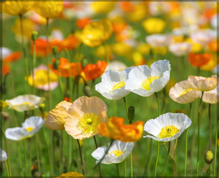 Mix Arctic Nudicaule Flower Seeds – Heirloom, Non-GMO, High Germination Seeds