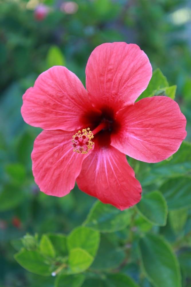 Semillas de flor de hibisco rojo – Variedad tradicional, sin OGM, semillas de alta germinación
