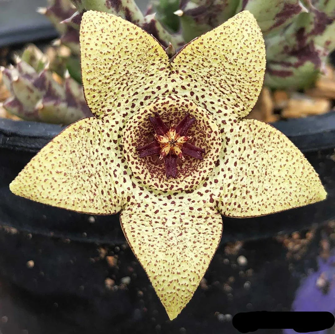 Green Stapelia herb seeds