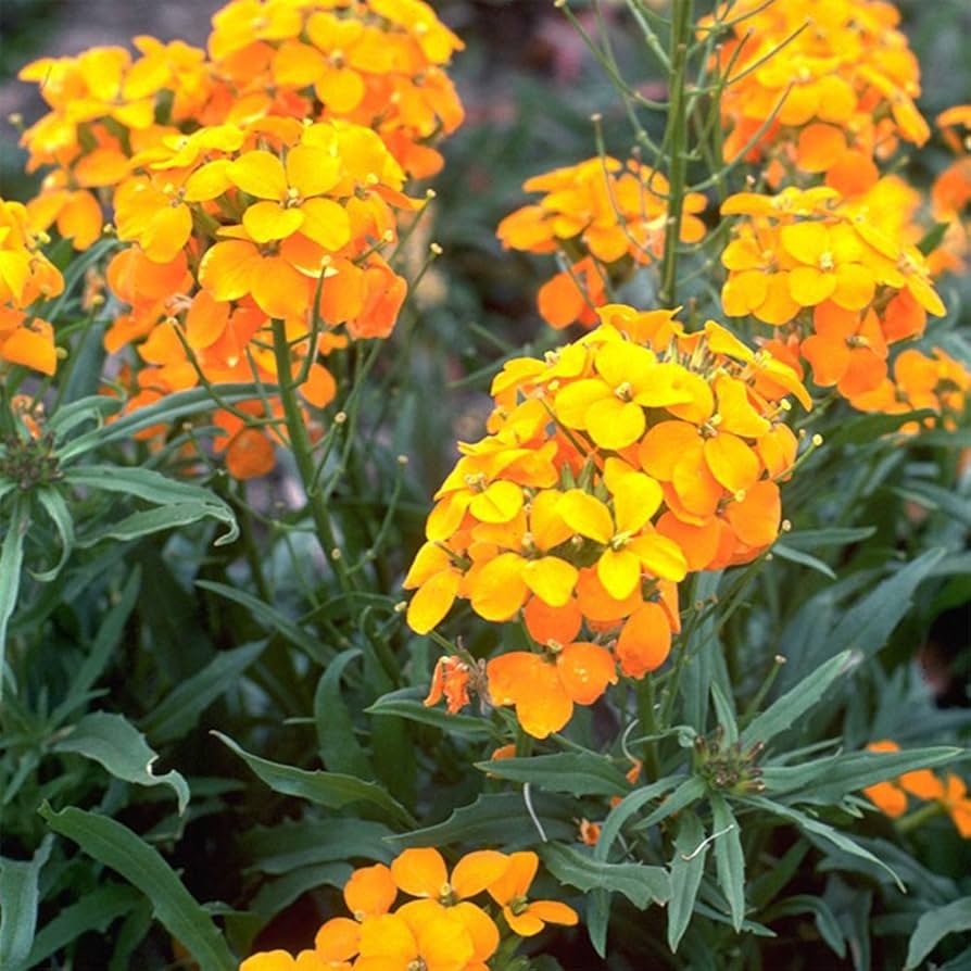 siberian wallflower flower seeds