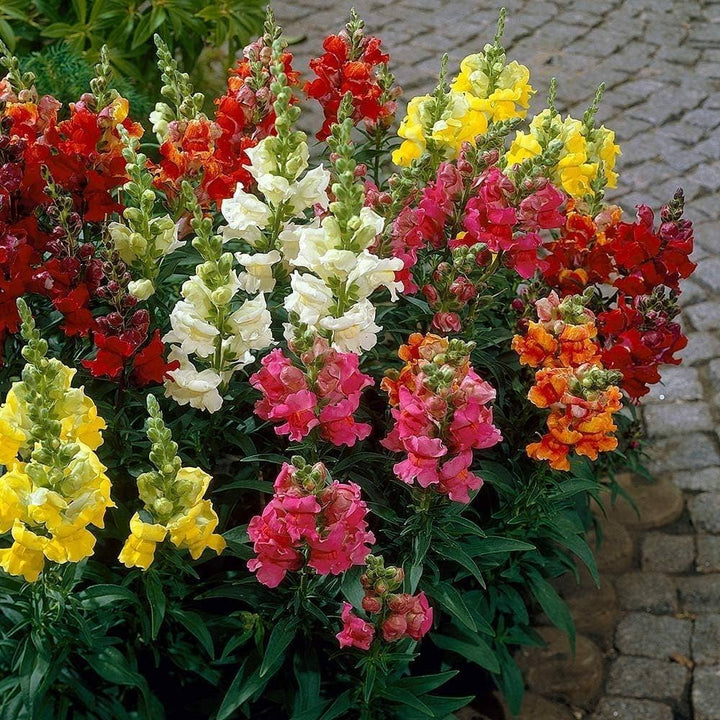Mixed Snapdragon Flower Seeds – Heirloom, Non-GMO, High Germination Seeds