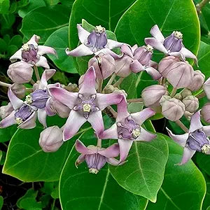 milkweed crown flower seeds