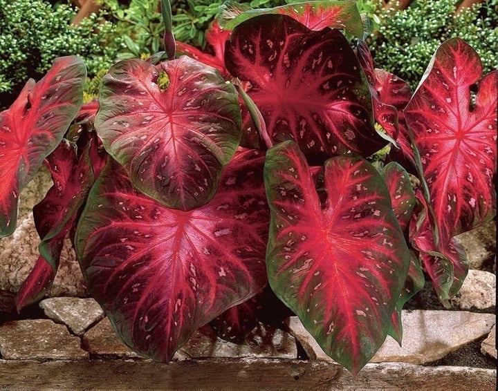 Caladium Flower Seeds – Heirloom, Non-GMO, High Germination Organic Seeds, Seeds for Planting, Organic Garden Seeds