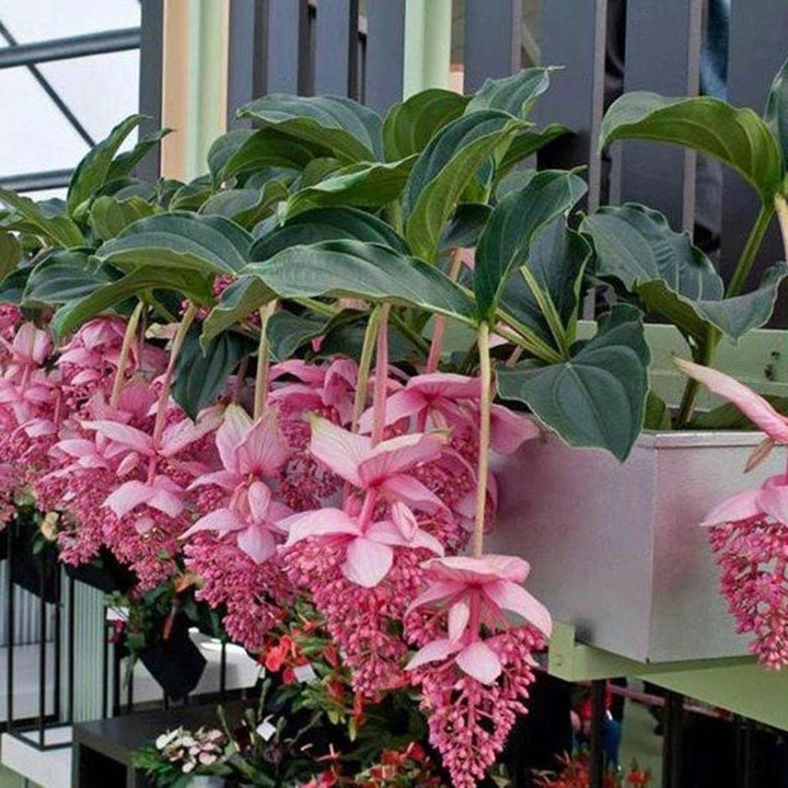 Pink Medinilla Flower Seeds – Heirloom, Non-GMO, High Germination Seeds