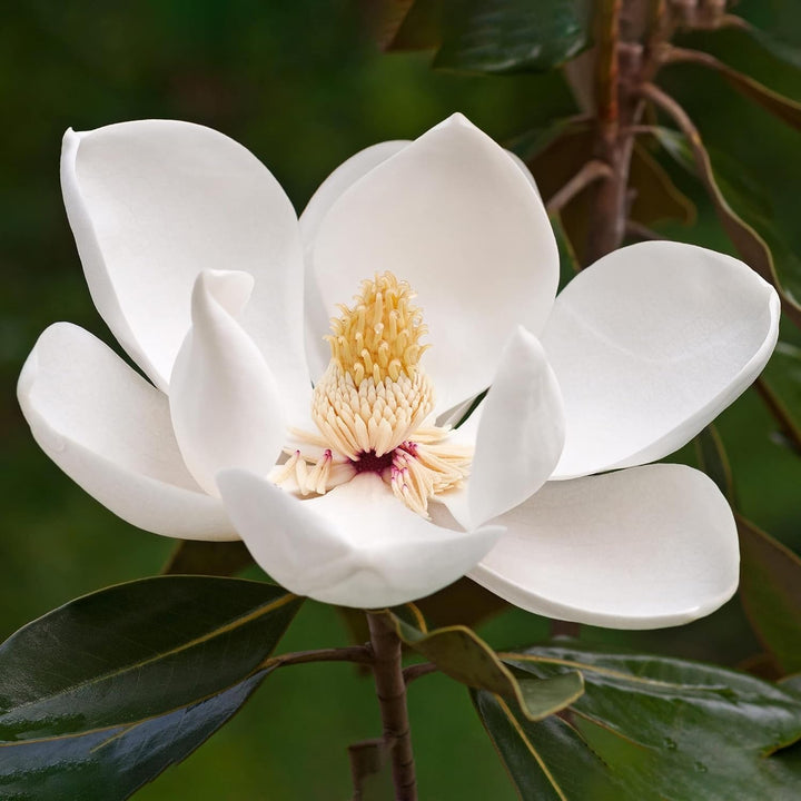 Perennial Magnolia Flower Seeds White – Heirloom, Non-GMO, High Germination Seeds