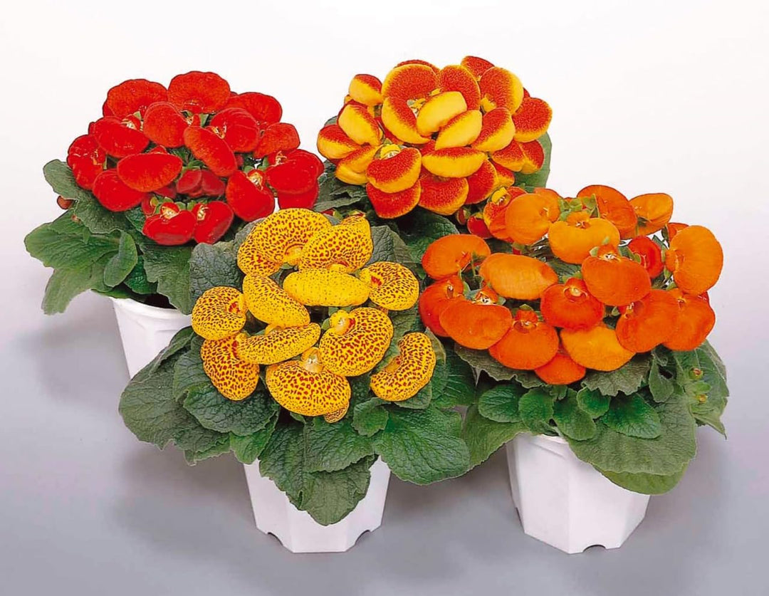 Calceolaria Flower Seeds Mixed – Heirloom, Non-GMO, High Germination Seeds