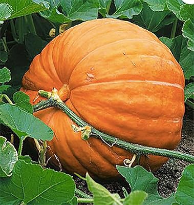 Wallace Whoppers Giant Pumpkin Seeds for Planting – Heirloom Non-GMO High Germination Organic Garden Seeds for Massive Pumpkins