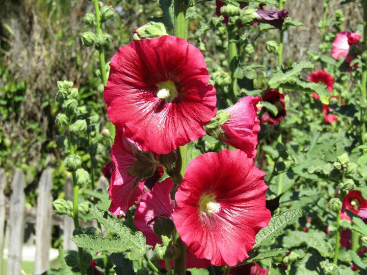 Deep Red Alcea Rosea Flower Seeds – Heirloom Non-GMO High Germination Seeds