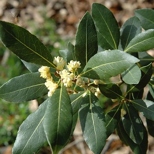 Laurus Flower Seeds – Heirloom, Non-GMO, High Germination Organic Seeds