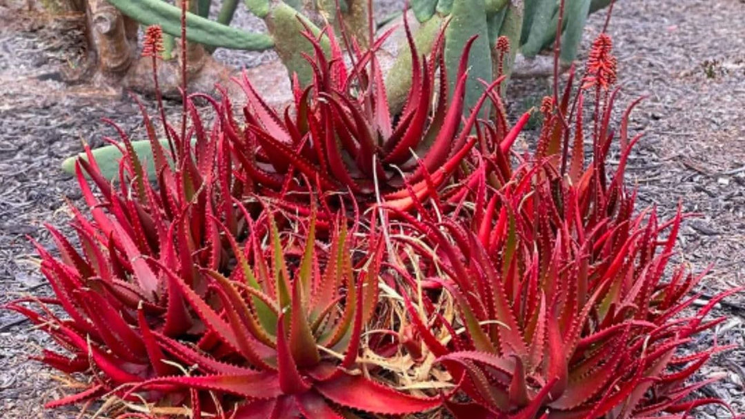 Red Rare herb seeds