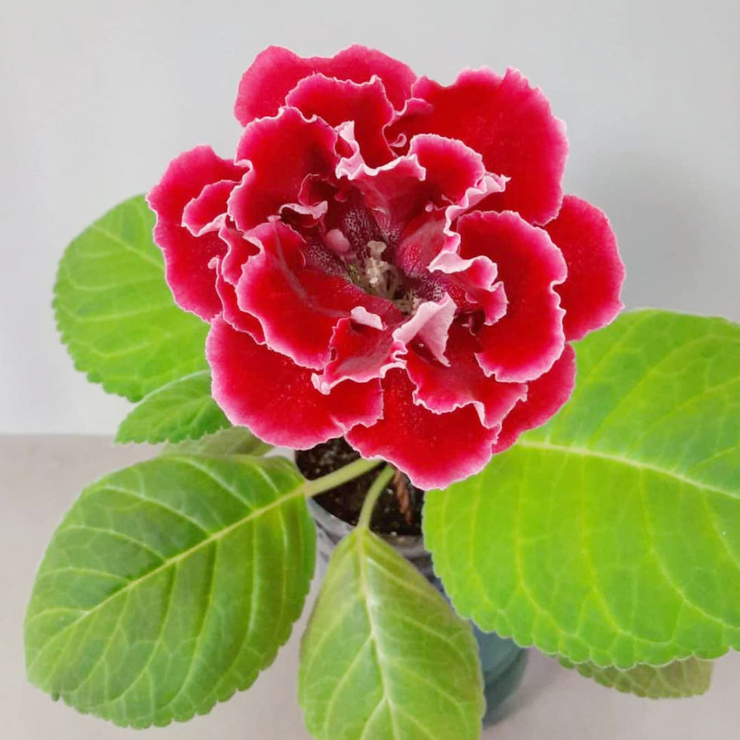 gloxinia sinningia flower seeds