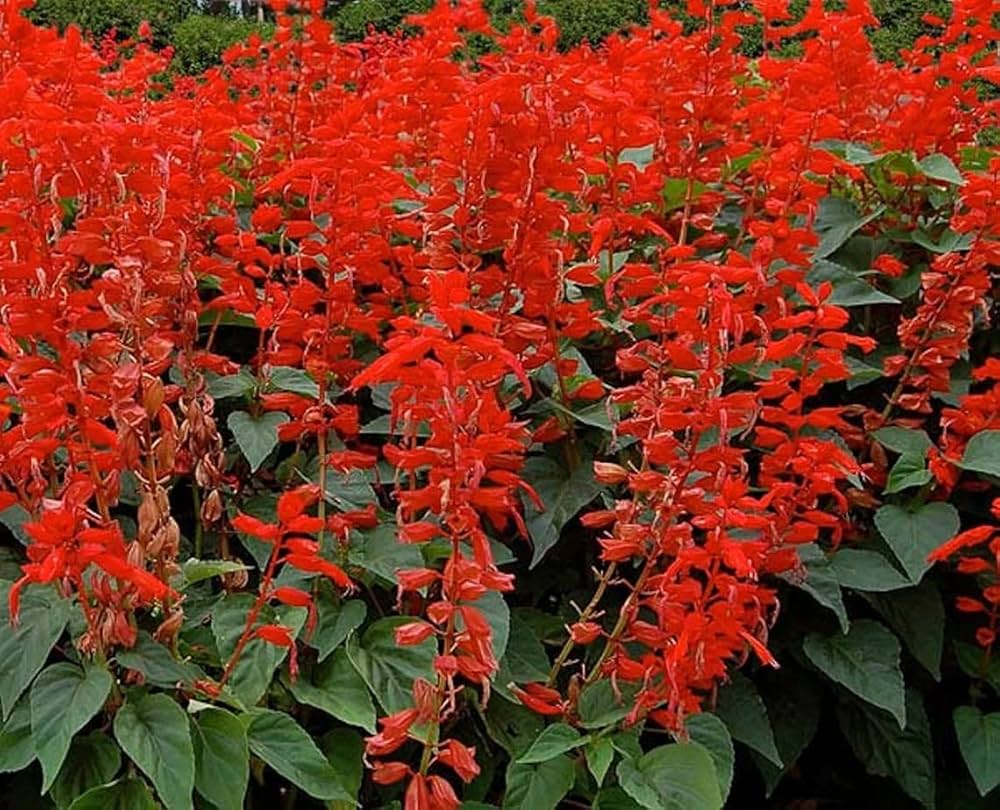 red salvia flower seeds