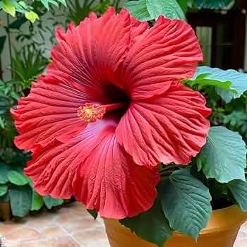 Red Giant Hibiscus Flower Seeds – Heirloom Non-GMO High Germination Organic Garden Seeds for Planting