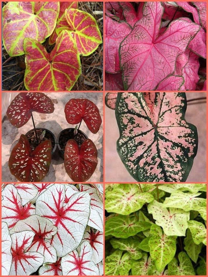 Mixed Caladium Flower Seeds – Heirloom, Non-GMO, High Germination Seeds