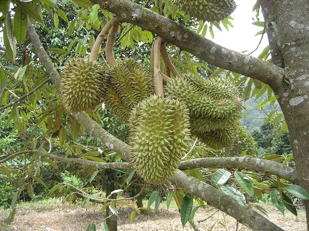Durian Fruit Seeds – Heirloom, Non-GMO, High Germination Organic Garden Seeds
