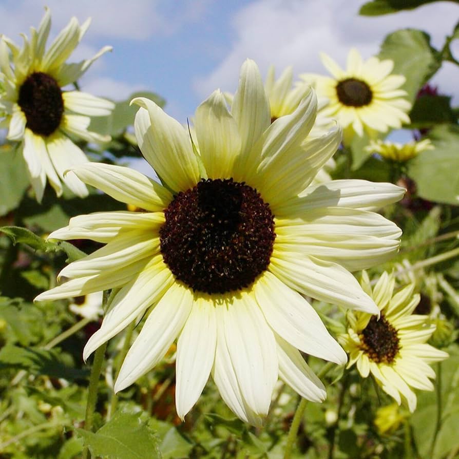 yellow vanilla flower seeds