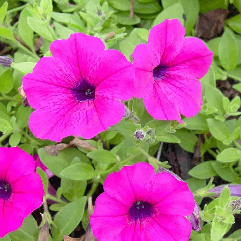 celebrity niagara flower seeds