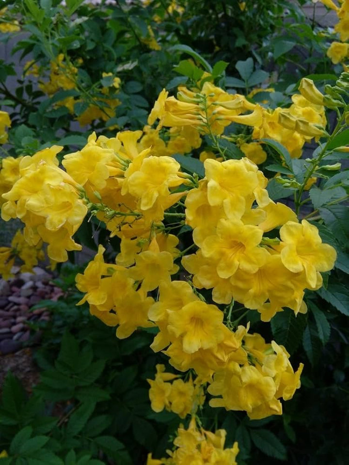 Yellow Esperanza Flower Seeds – Heirloom Non-GMO High Germination Organic Seeds