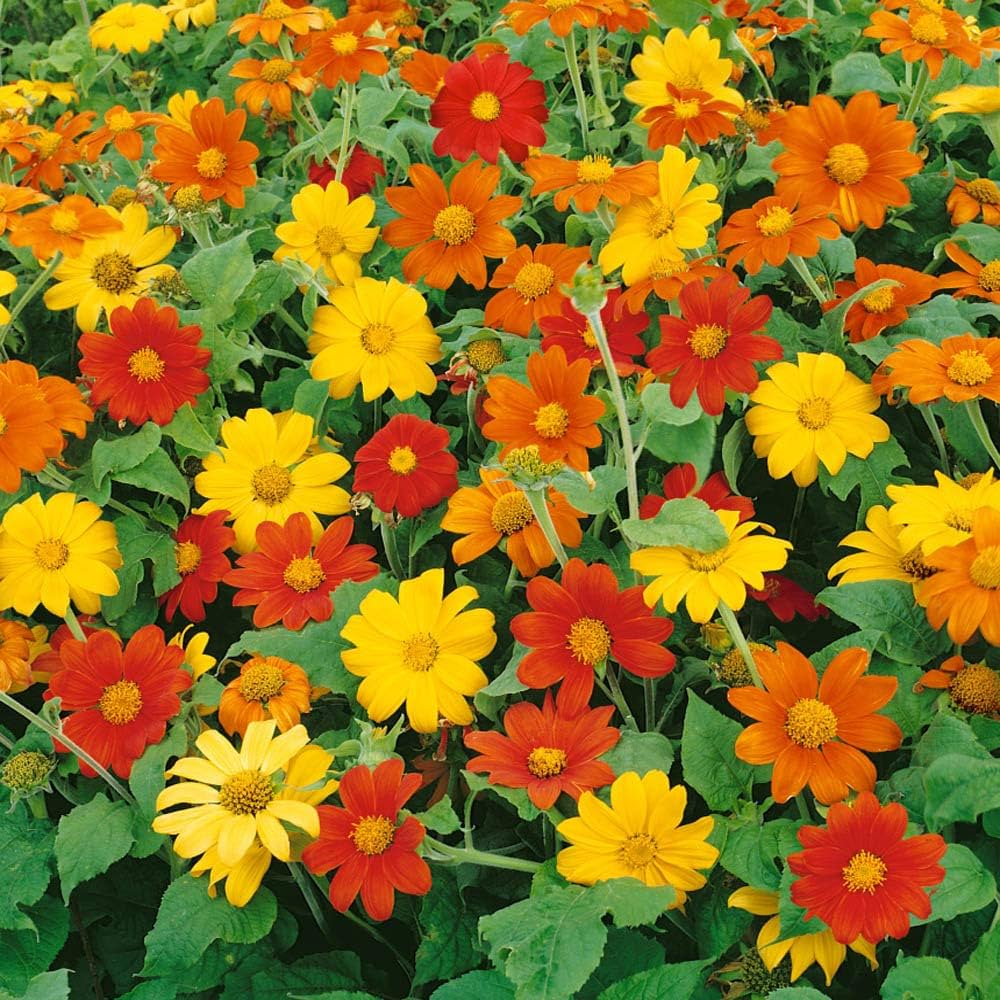 Semillas de Flor de Tithonia Mixta – Herencia, No OGM, Semillas Orgánicas de Jardín de Alta Germinación para Sembrar