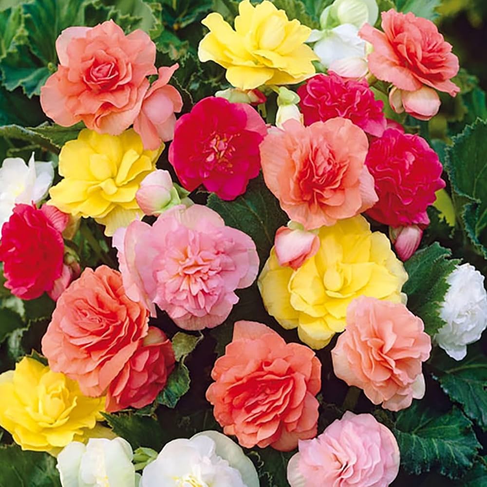 begonia begonia flower seeds