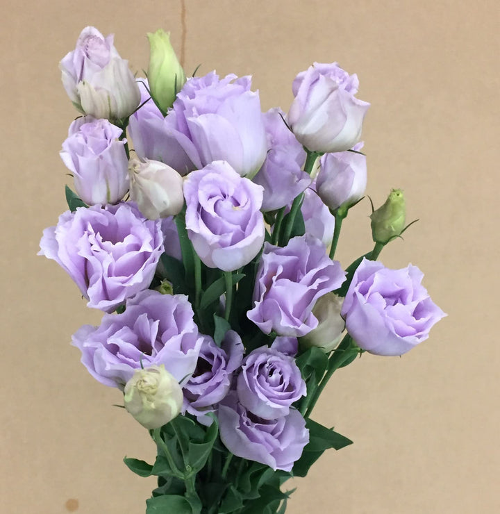 Purple Lisianthus Flower Seeds – Heirloom, Non-GMO, High Germination Organic Garden Seeds for Planting Seeds for Planting