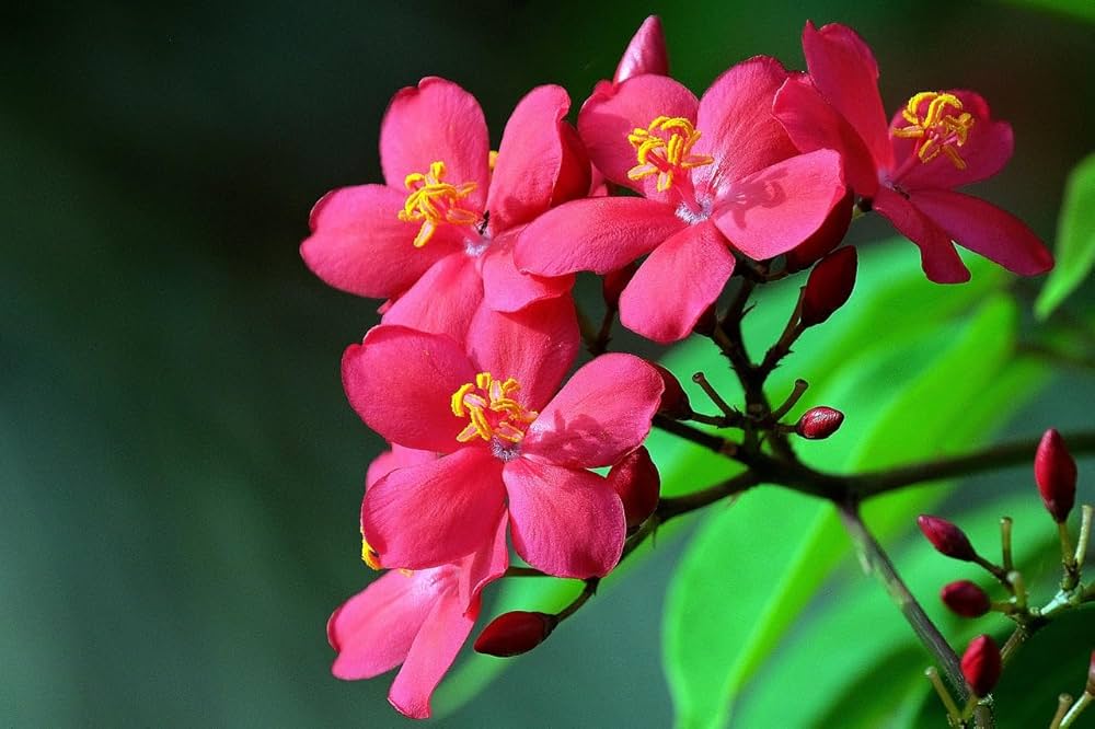 Jatropha Flower Seeds Pink – Heirloom, Non-GMO, High Germination Seeds