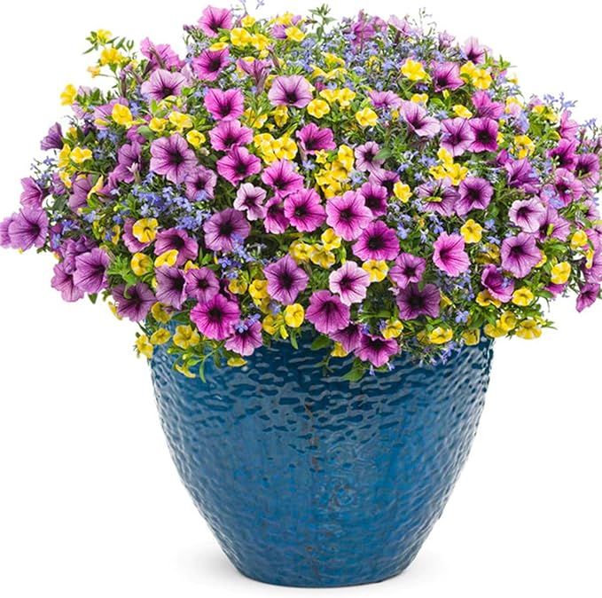 calibrachoa petunia flower seeds