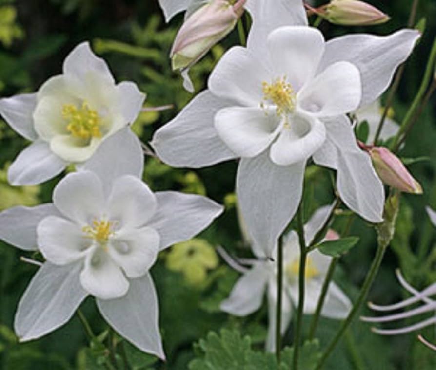 mixed aquilegia flower seeds