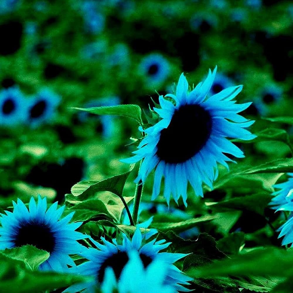 sunflower easy flower seeds