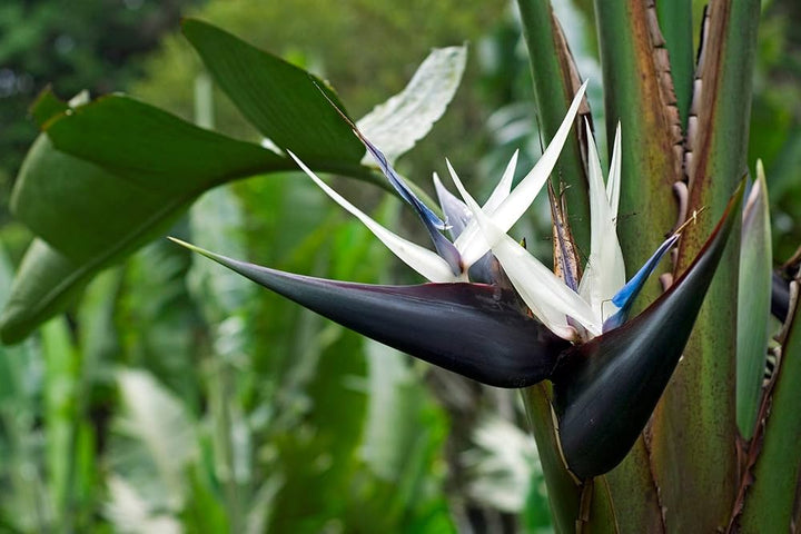 White Bird Paradise Flower Seeds for Planting – Heirloom Non-GMO Organic Garden Seeds