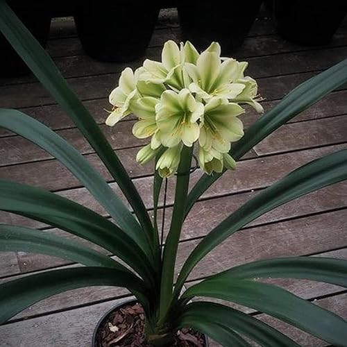 Green Clivia Flower Seeds for Planting – Heirloom Non-GMO High Germination Seeds