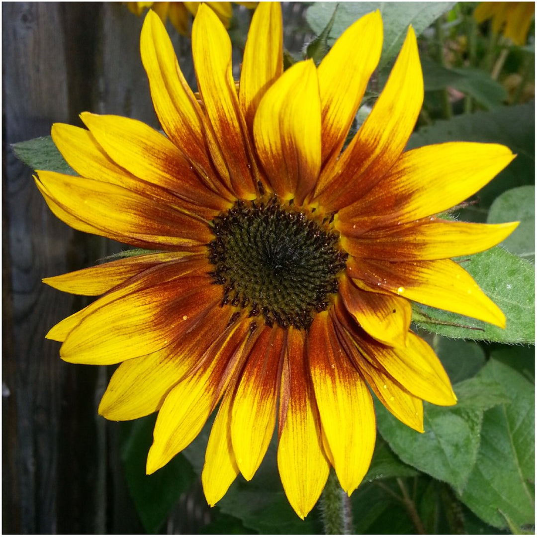 Firecracker Sunflower herb seeds