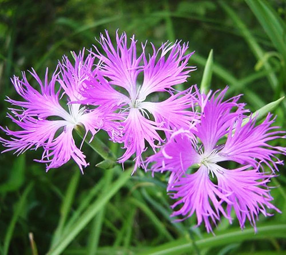 pink superb flower seeds
