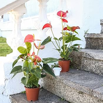 Red Anthurium Scherzerianum Flower Seeds for Planting Heirloom Non-GMO High Germination Organic Garden Seeds