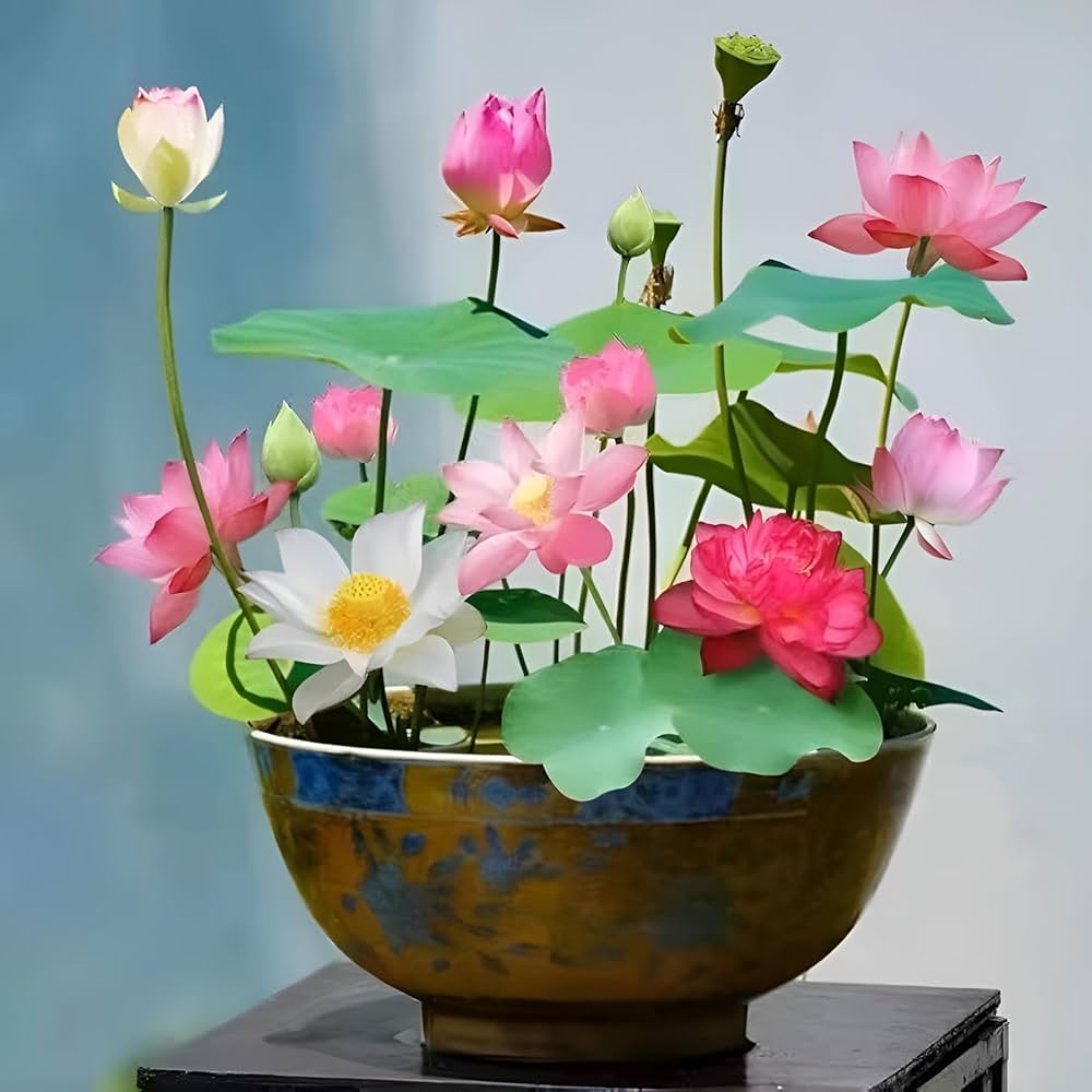 loto flower flower seeds