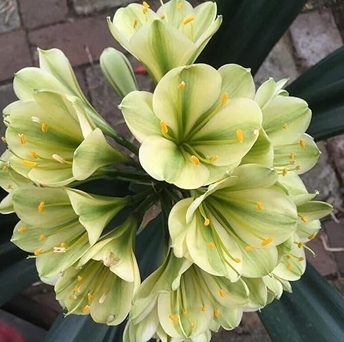 Green Clivia Flower Seeds for Planting – Heirloom Non-GMO High Germination Seeds