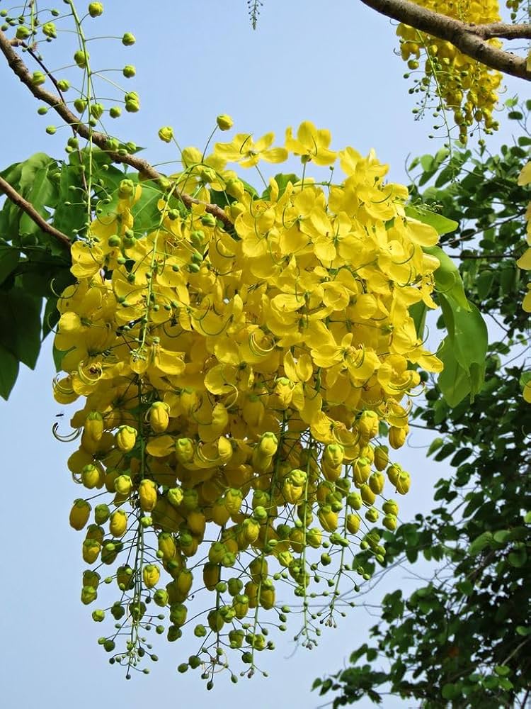 golden yellow flower seeds