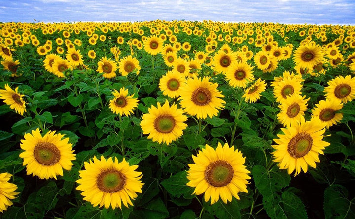 Sunflower Seeds Yellow Heirloom Non-GMO High Germination Organic Garden Seeds