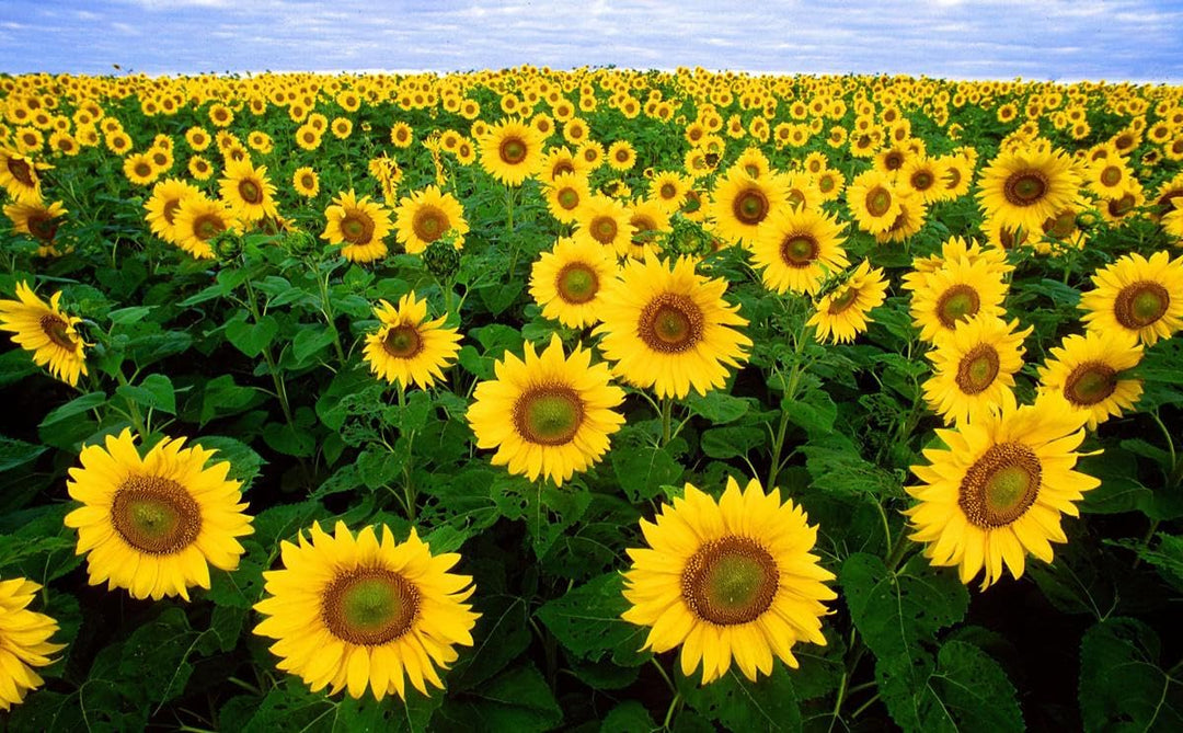 sunfloweryellowheirloomnongmo flower seeds
