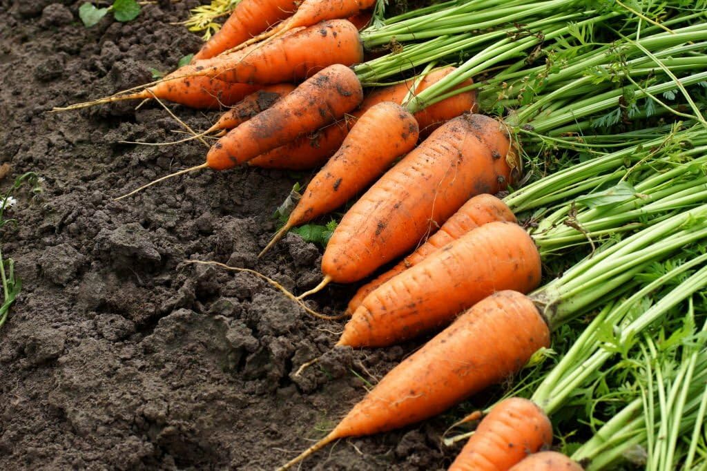 carrot daucus flower seeds