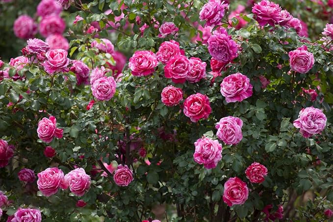diy home flower seeds