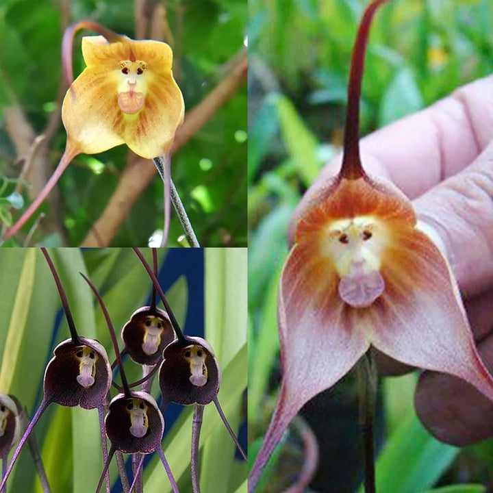 Mixed Monkey face Orchid Flower Seeds – Heirloom, Non-GMO, High Germination Seeds