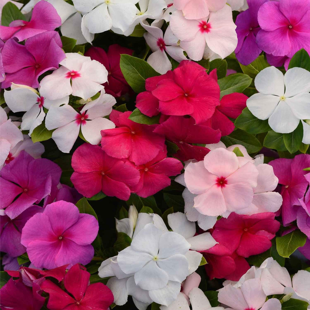 pink malve flower seeds