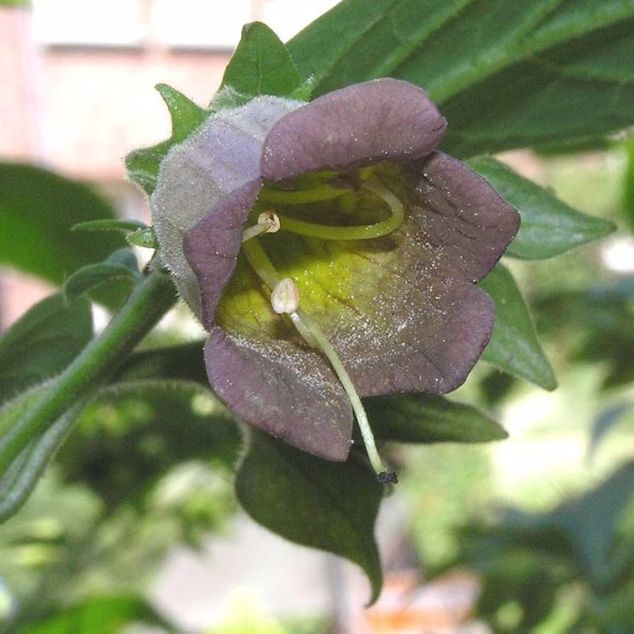 Deadly Nightshade herb seeds