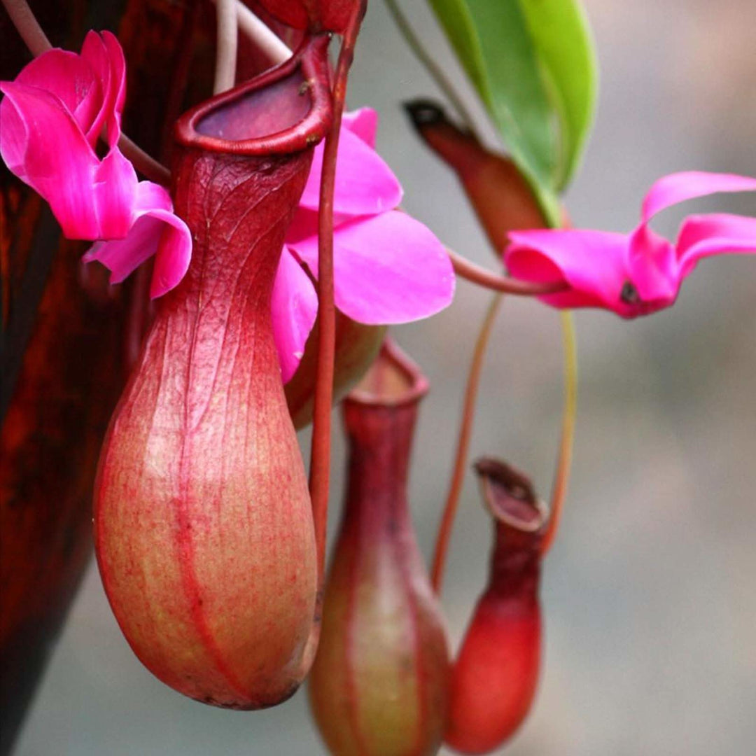 Red Pitcher herb seeds