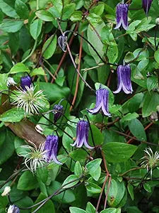 clematis rooguchi flower seeds
