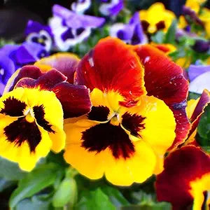 pansy viola flower seeds