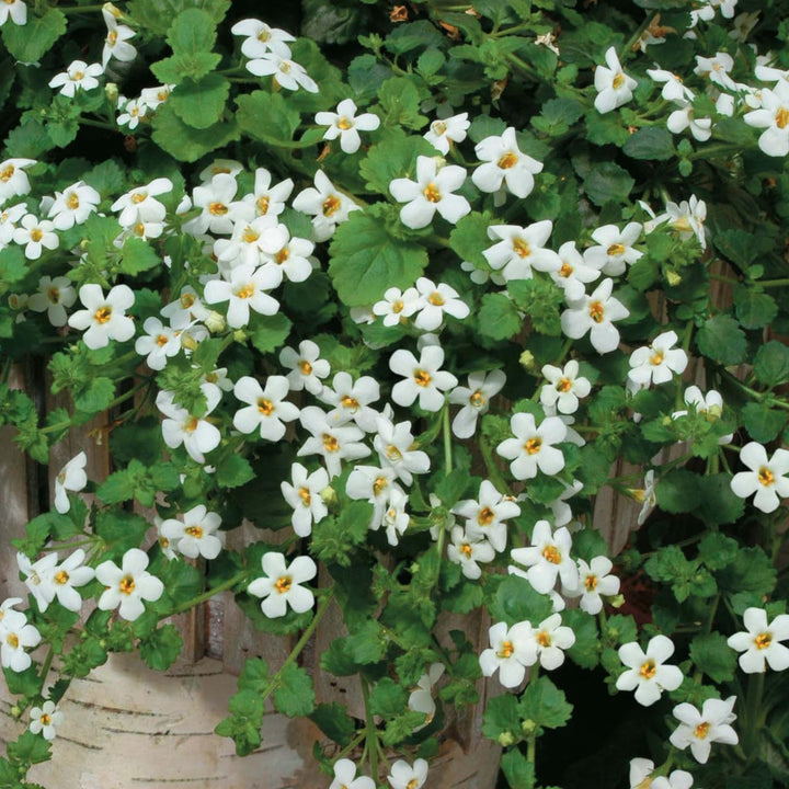 White Bacopa Flower Seeds for Planting – Heirloom Non-GMO High Germination Organic Seeds