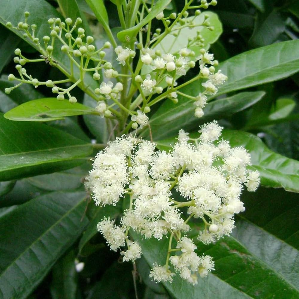 Trinidad Allspice herb seeds