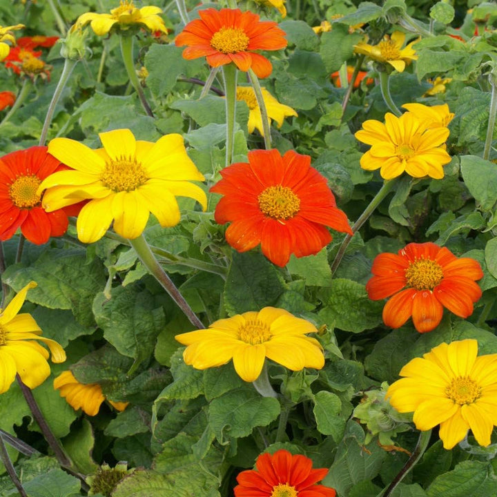 Semillas de Flor de Tithonia Mixta – Herencia, No OGM, Semillas Orgánicas de Jardín de Alta Germinación para Sembrar